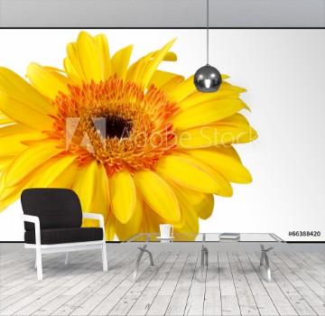 Picture of Bright yellow and orange gerbera on white